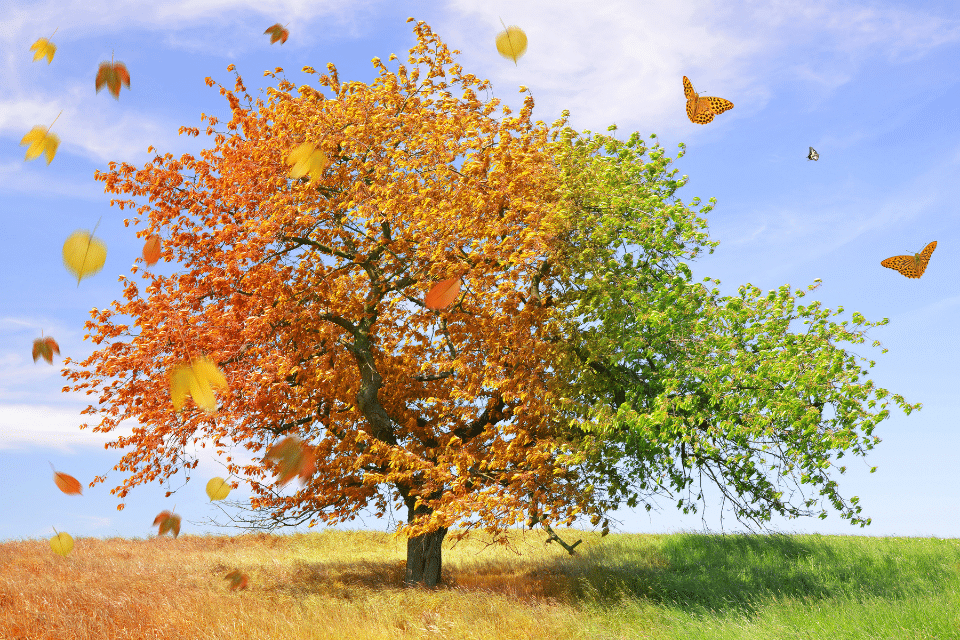 one tree representing different seasons, fall, summer, spring